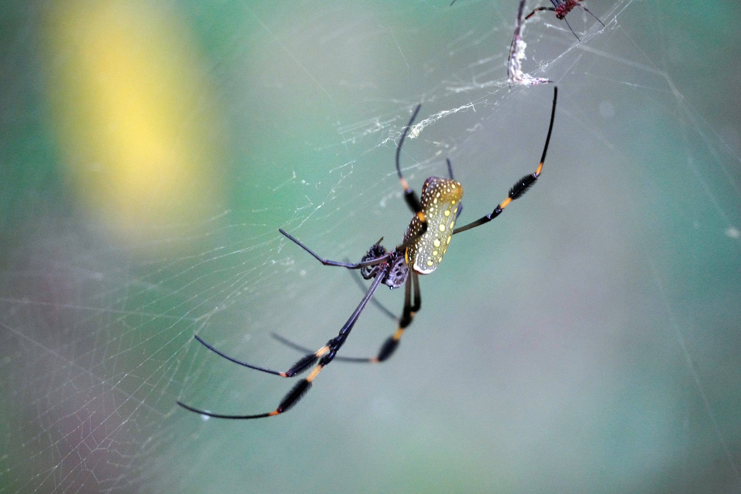 Costa Rica - Février 2025